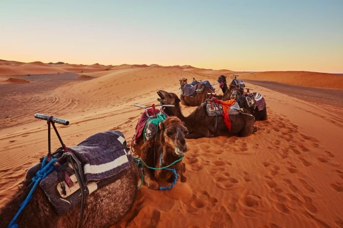 Desert Safari Tours in Dubai